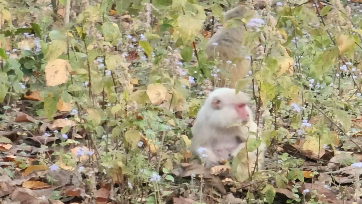 Rare Albino Monkey Spotted Near Uttarakhand's Corbett Tiger Reserve, Tourists Flock To See It