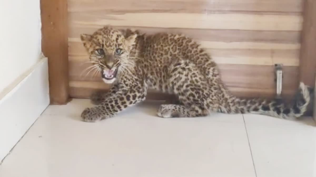 Katni leopard cub rescue