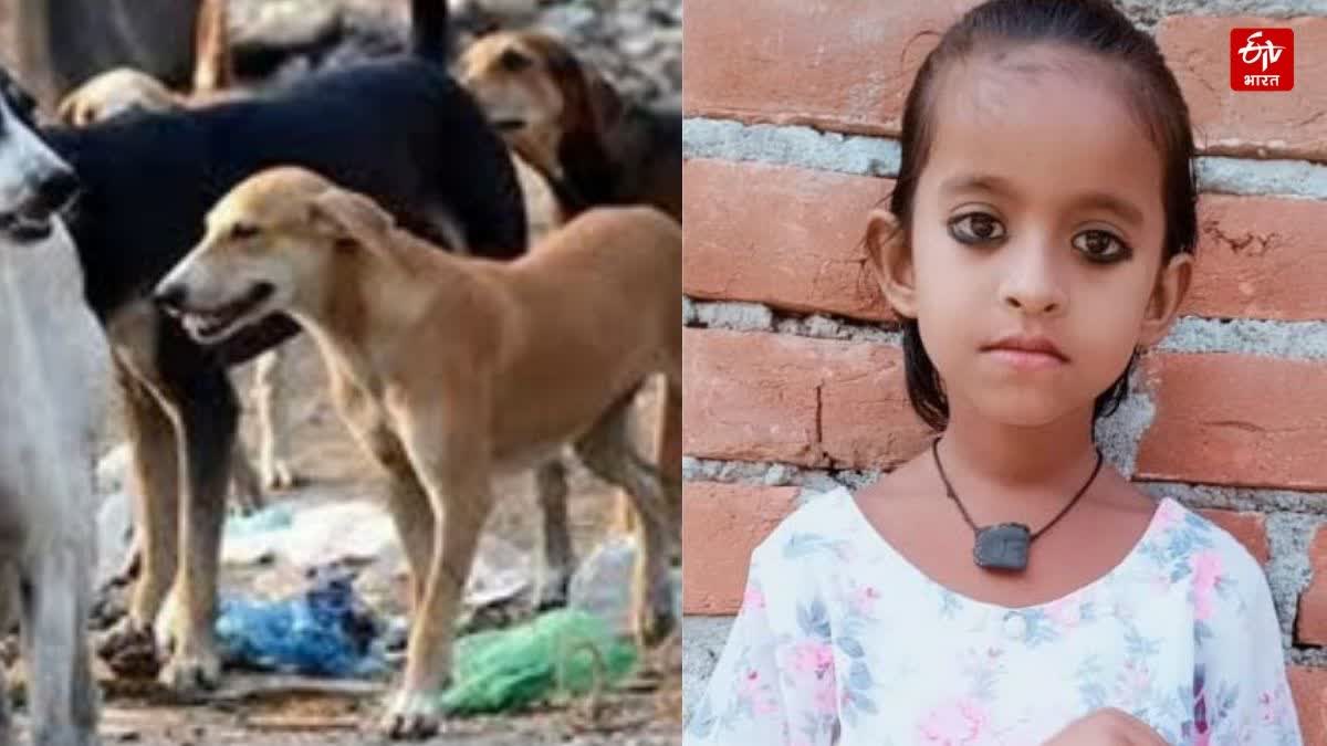 कुत्तों ने बच्ची को मार डाला