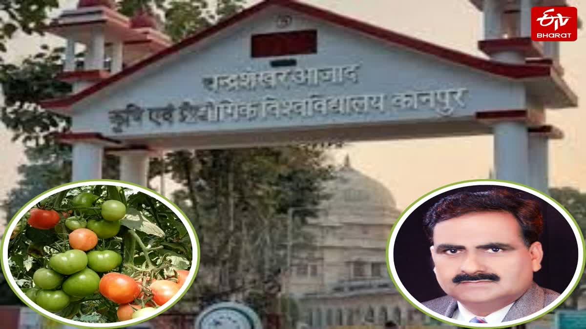 CSA Kanpur में विकसित की गईं टमाटर की दो नई प्रजातियां.