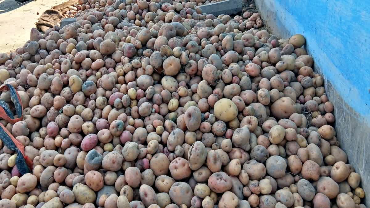 samastipur potato prices
