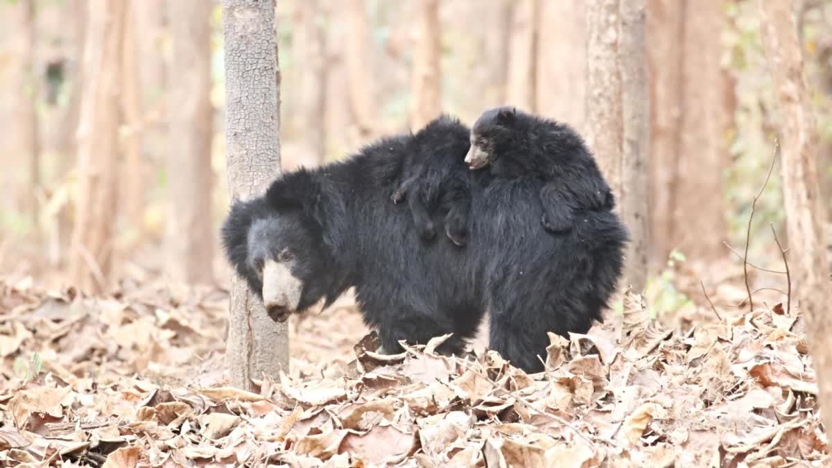 SLOTH BEAR AND CUBS VIDEO