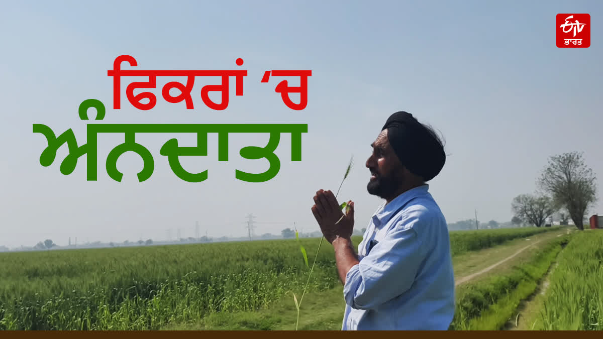 How to protect wheat crops from rising temperatures