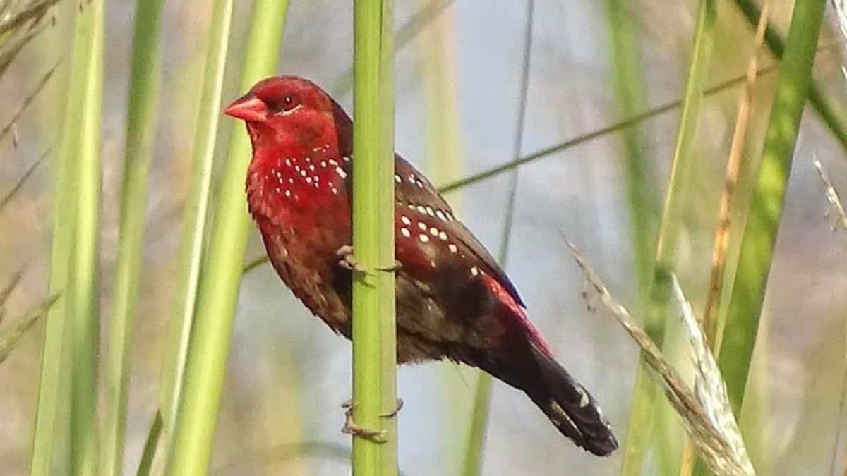 chandigarh Dr Suman Singh