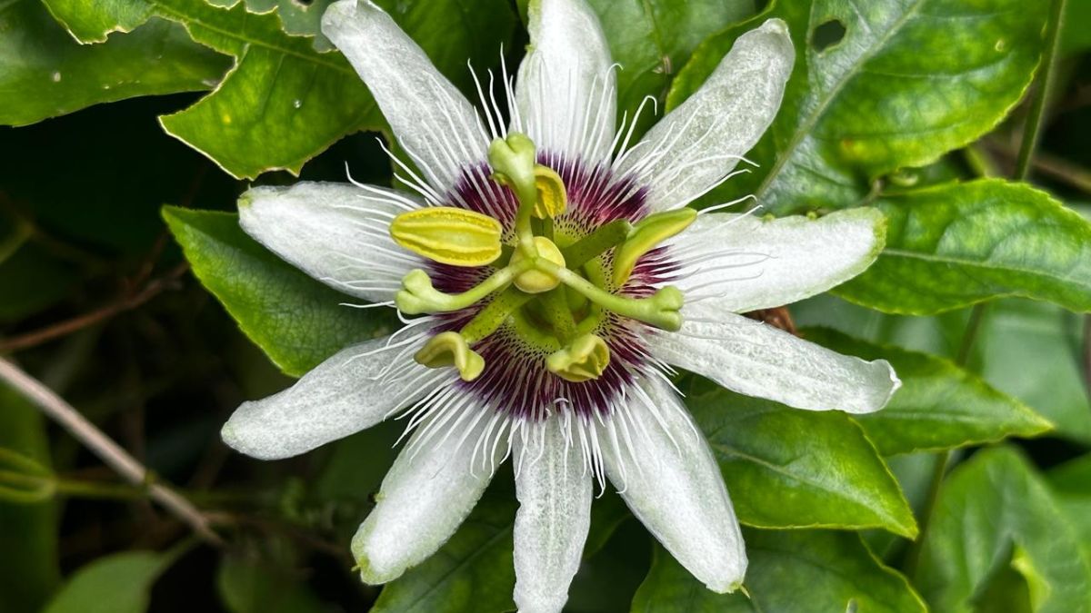 chandigarh Dr Suman Singh