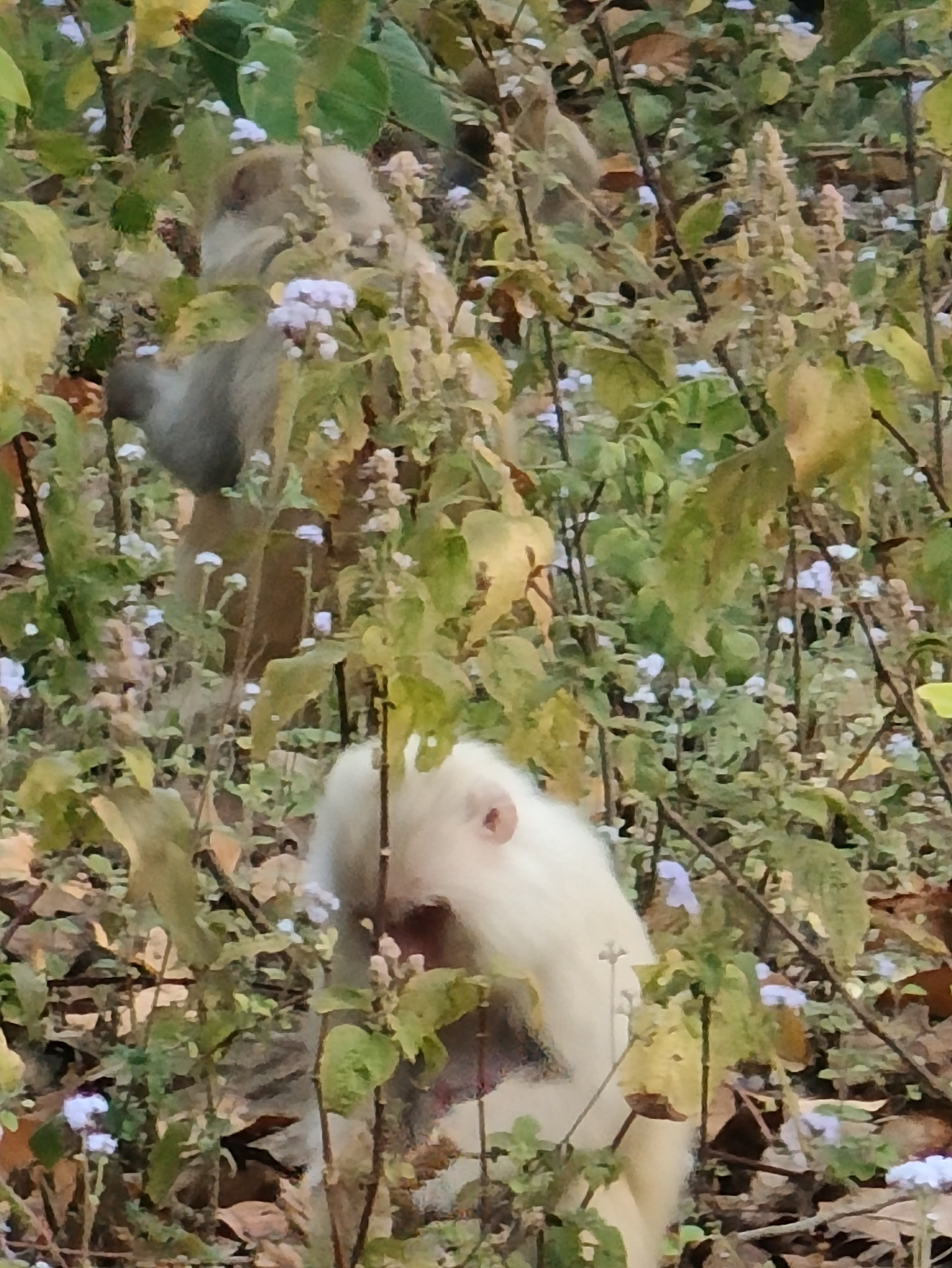 અલ્બિનો કપિરાજ