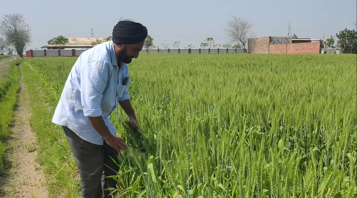 How to protect wheat crops from rising temperatures
