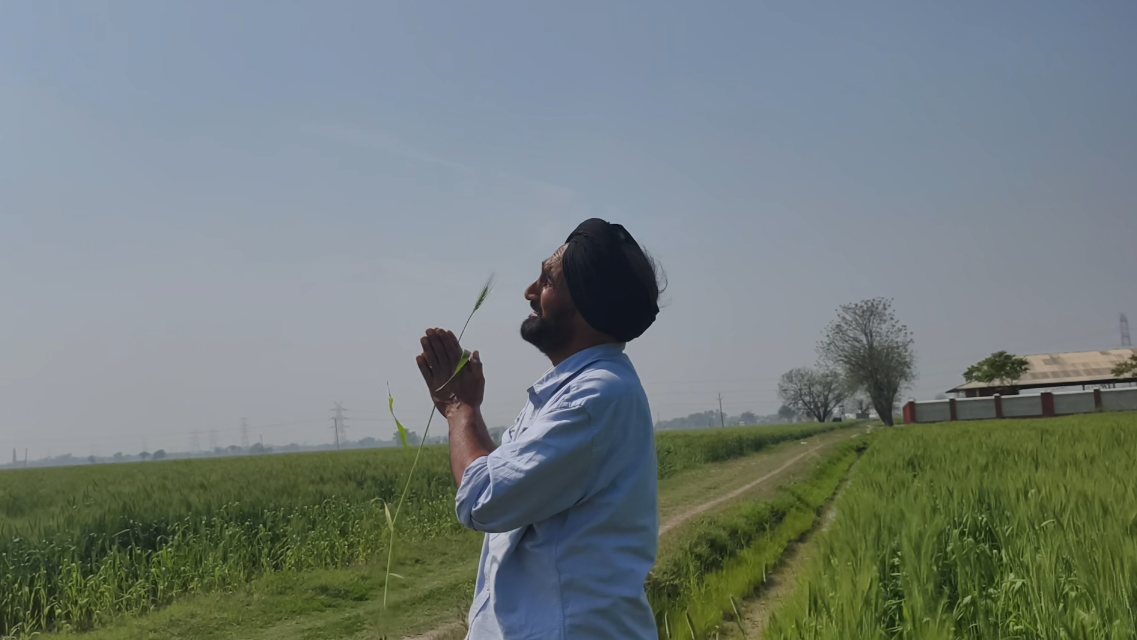 How to protect wheat crops from rising temperatures