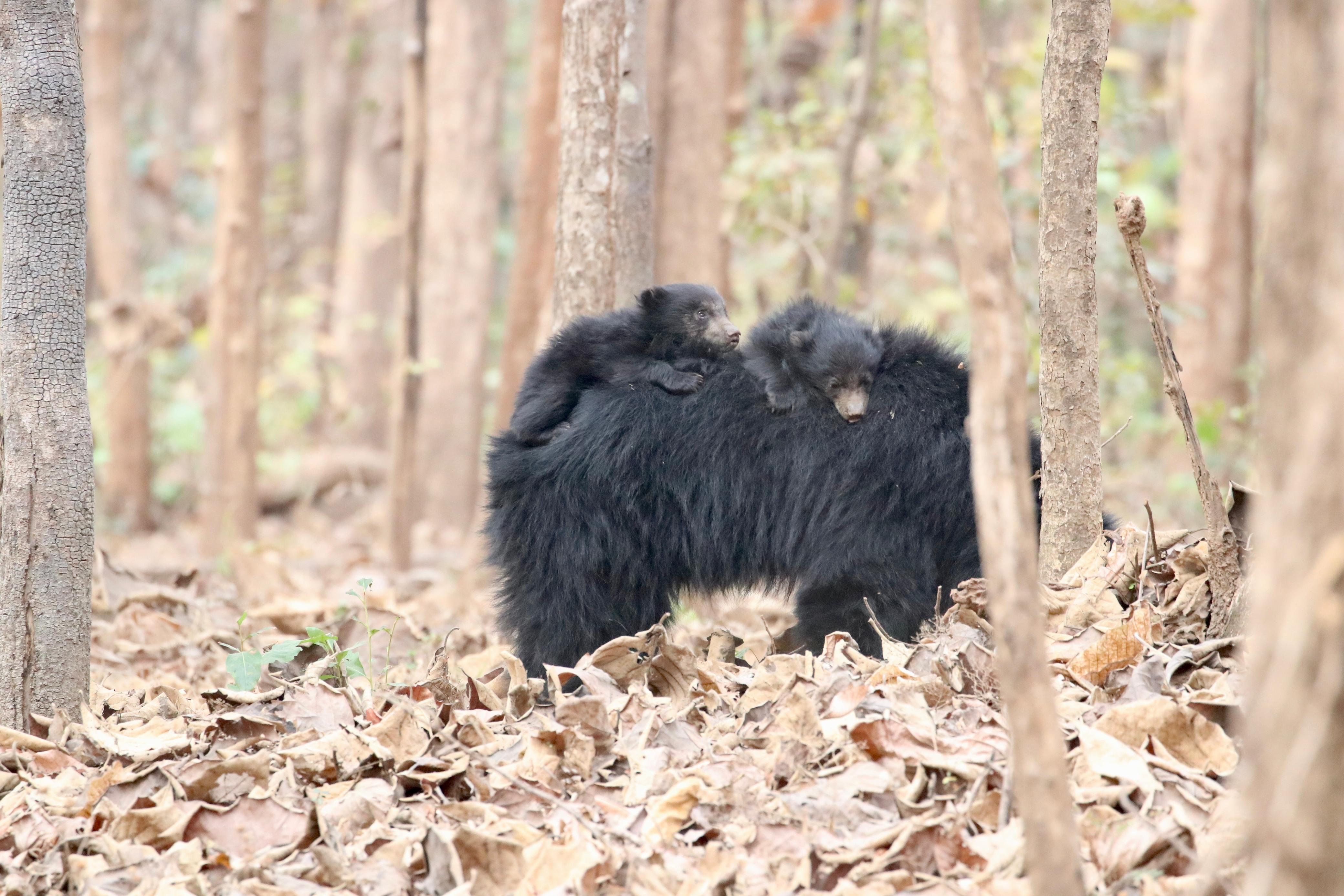 Sloth Bear and Cubs Video