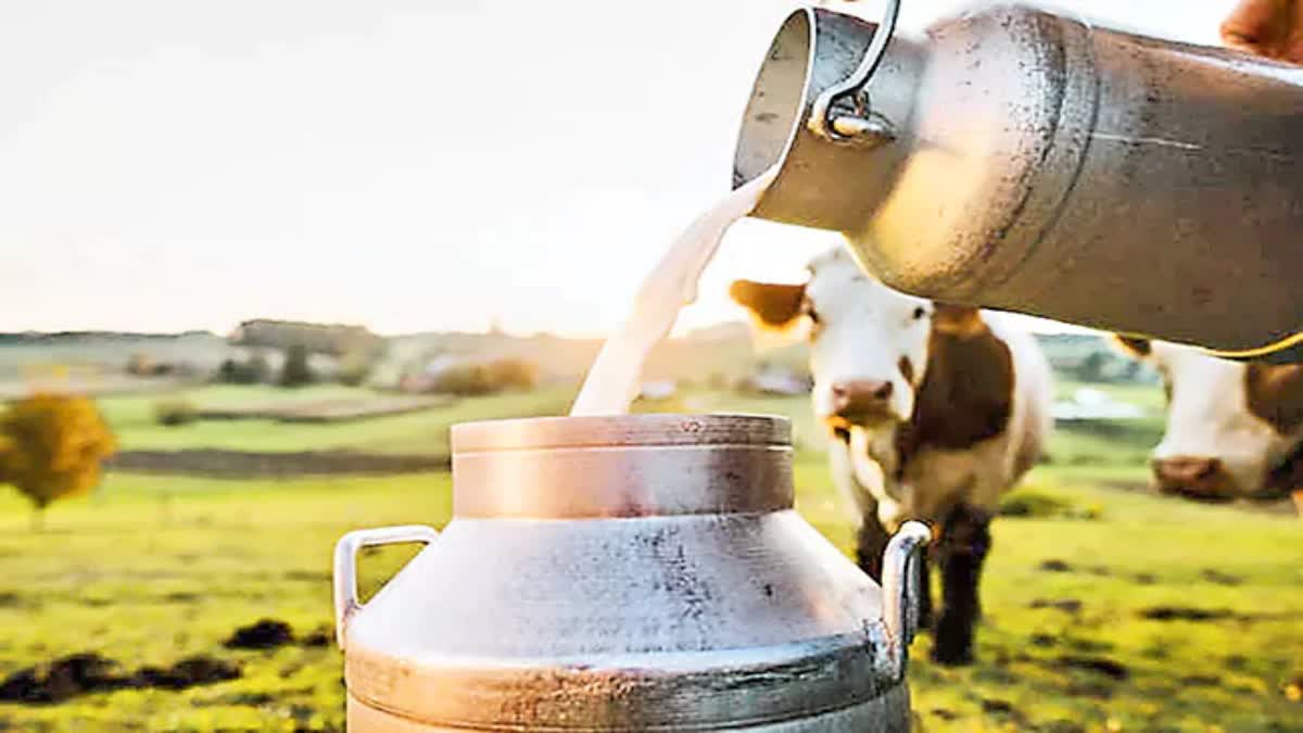 Benefits of Cow Milk  Benefits of Buffalo Milk  Which Milk is Best for babies  ಹಸುವಿನ ಹಾಲು Vs ಎಮ್ಮೆಯ ಹಾಲು