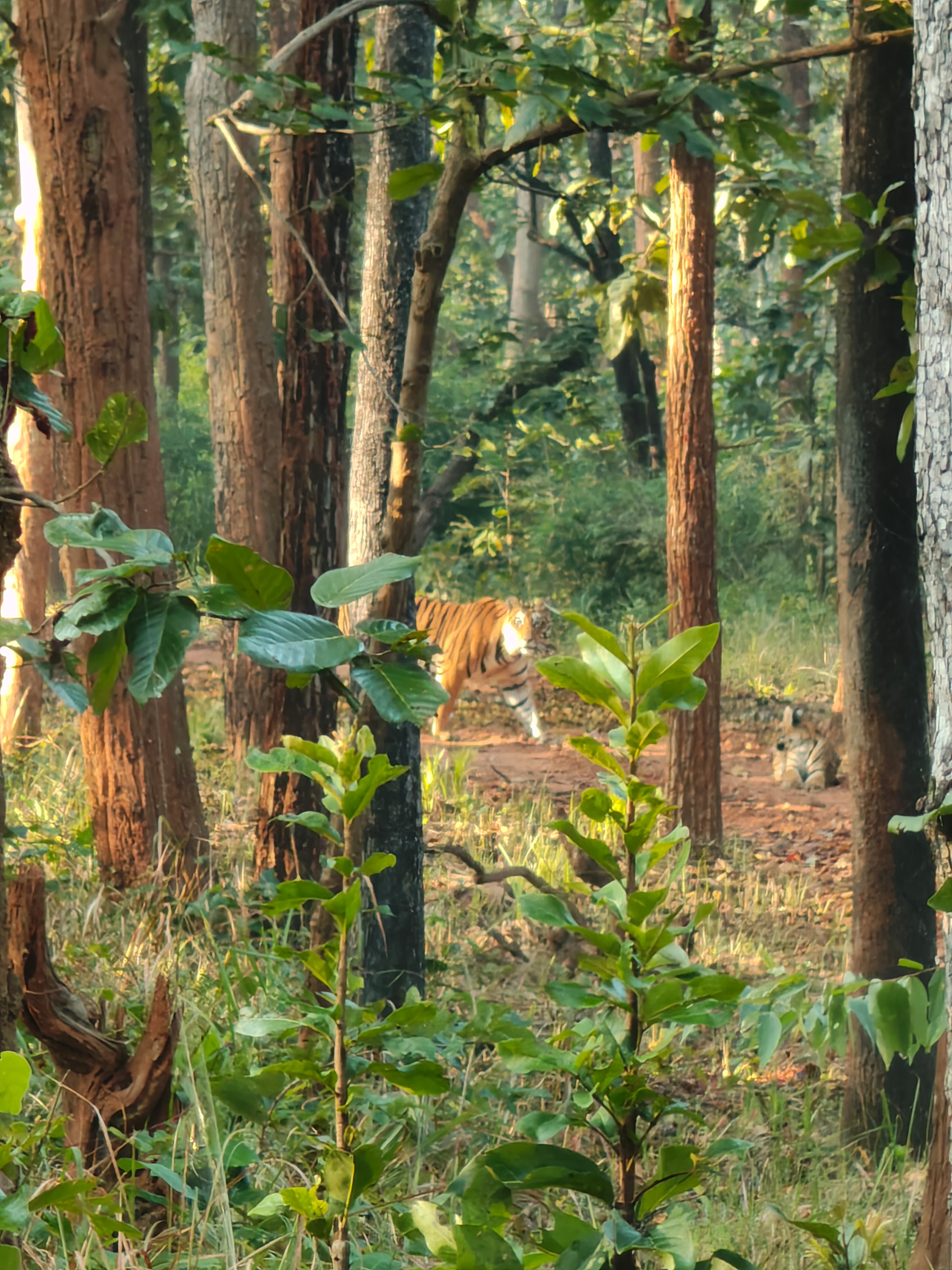 8 TIGERS SPOTTED WITHOUT COLLAR ID