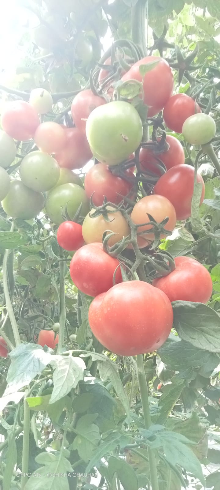 सीएसए विवि में विकसित की गई टमाटर की नई प्रजाति.