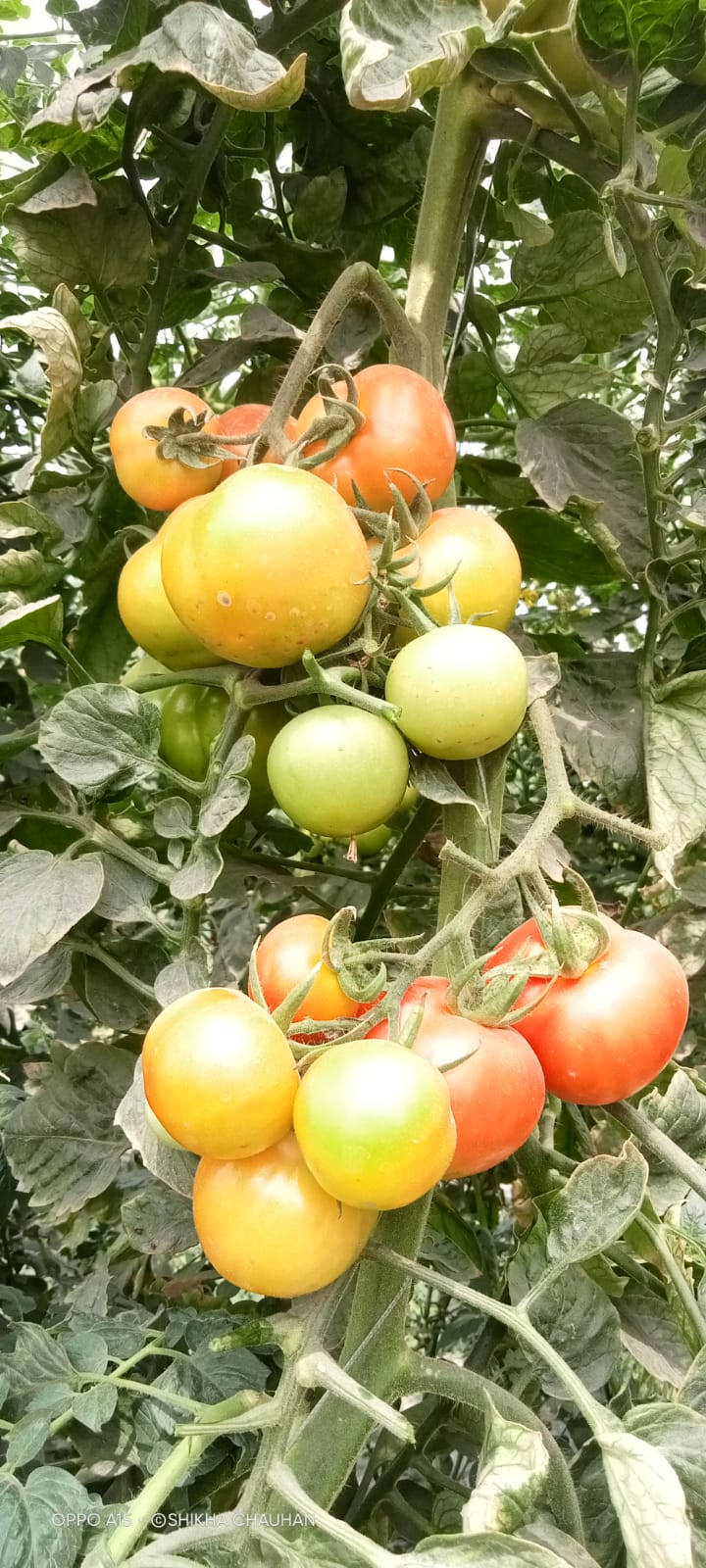 सीएसए विवि में विकसित की गई टमाटर की नई प्रजाति.