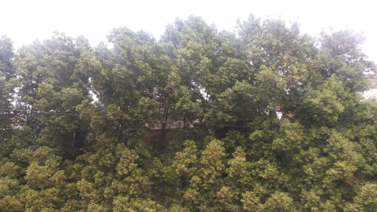 Conocarpus plant spreading Diseases