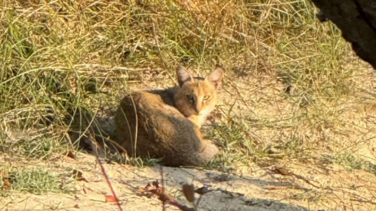 Rare Wild Cat In Uttarakhand's Corbett Tiger Reserve Thrills Tourists And Wildlife Enthusiasts Rare Wild Cat In Uttarakhand's Corbett Tiger Reserve Thrills Tourists And Wildlife Enthusiasts