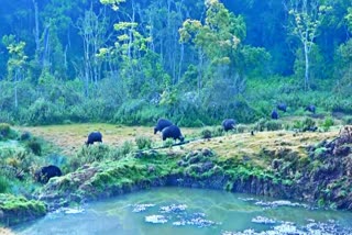 smallest national park in Kerala  ദേശീയ ഉദ്യാനം  Idukki national park  Latest news kerala