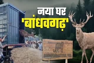 special species Barasingha