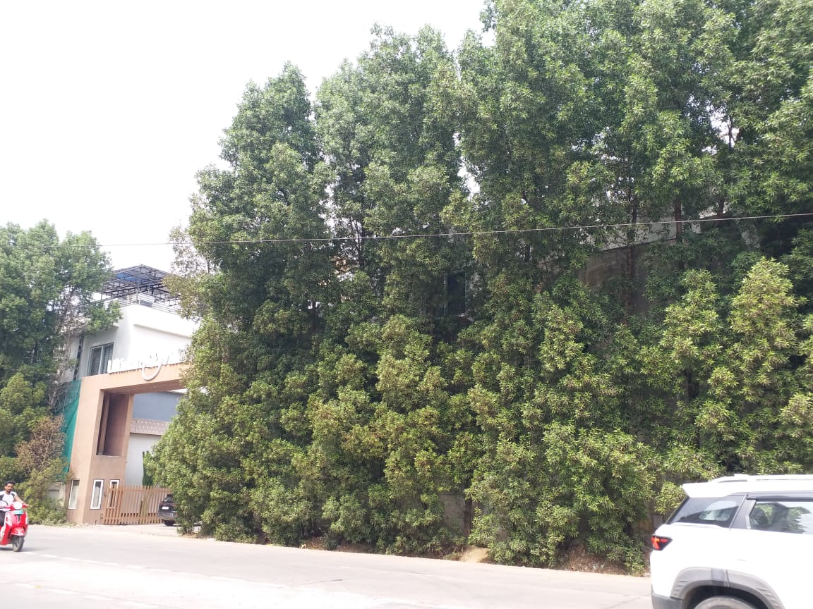 4 states imposed ban Conocarpu