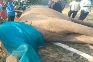 DISCOVERY OF CARCASS OF MASSIVE