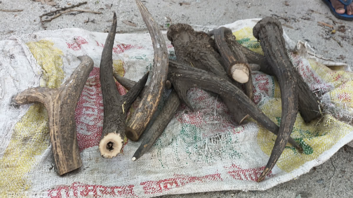 Deer Antlers Recovered