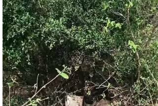 Dead Body Found in Alwar