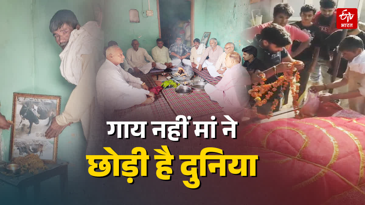 after-cow-death-mother-like-funeral-tehravi-unique-love-story