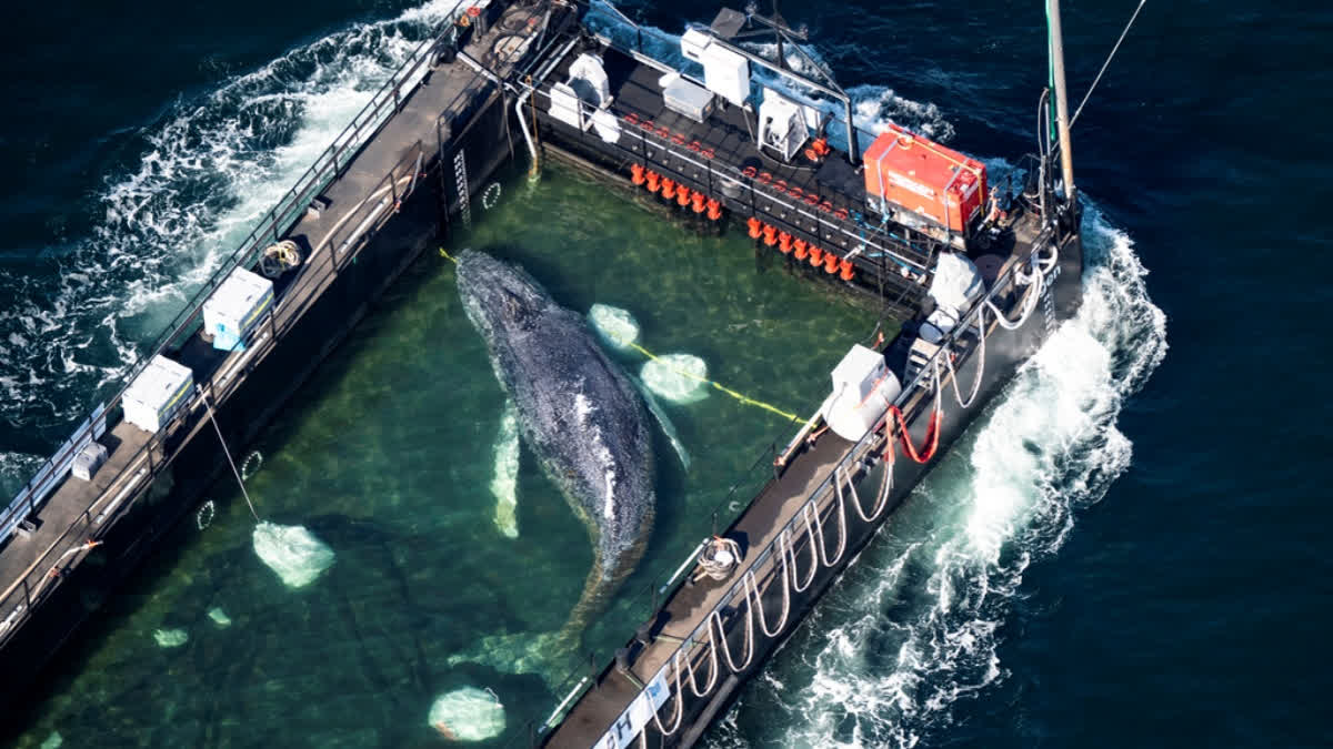 The humpback whale recovered from a shallow bay off Wismar is being transported towards the North Sea in a flooded cargo ship just before the Danish border in Fehmarn, Germany, Wednesday, April 29, 2026.