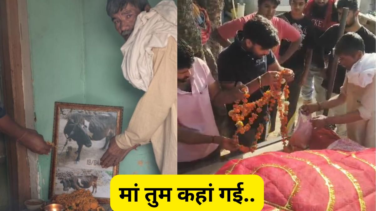 after-cow-death-mother-like-funeral-tehravi-unique-love-story