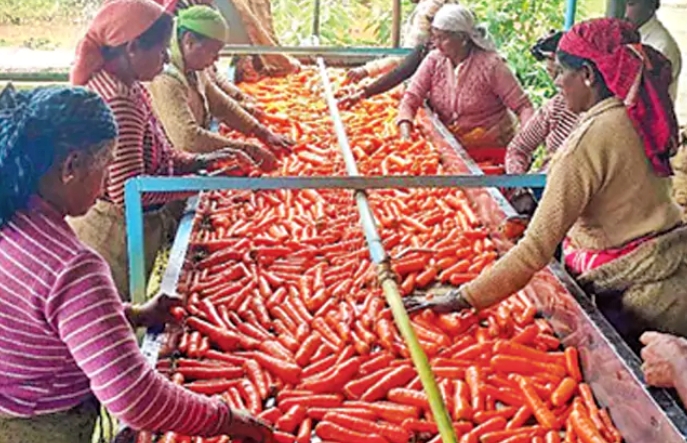 carrot_king_of_india