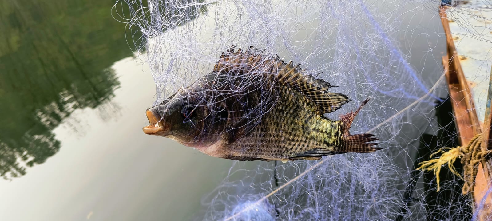 Shahdol Fish Farming earning