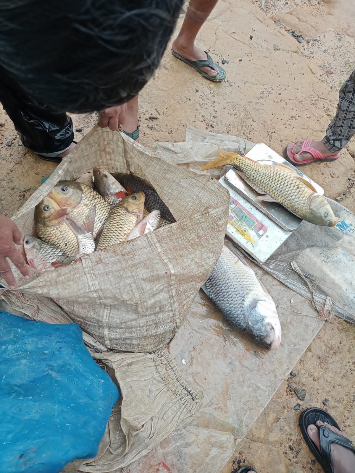 Shahdol Fish Farming earning