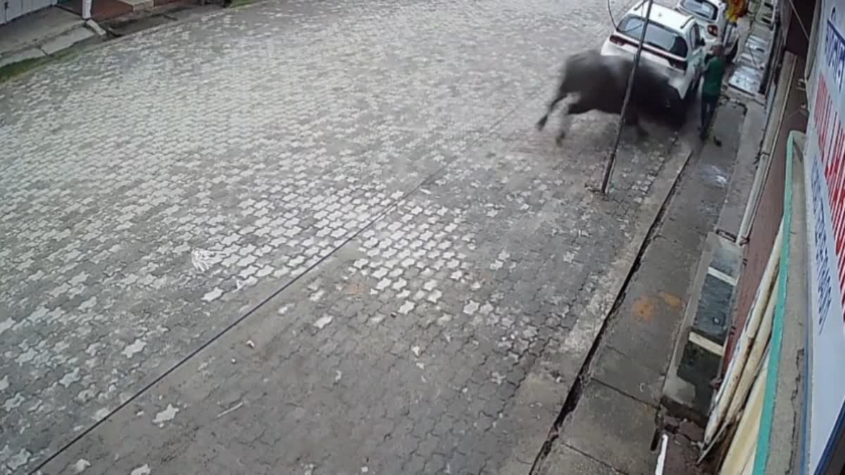 WILD BUFFALO ATTACK