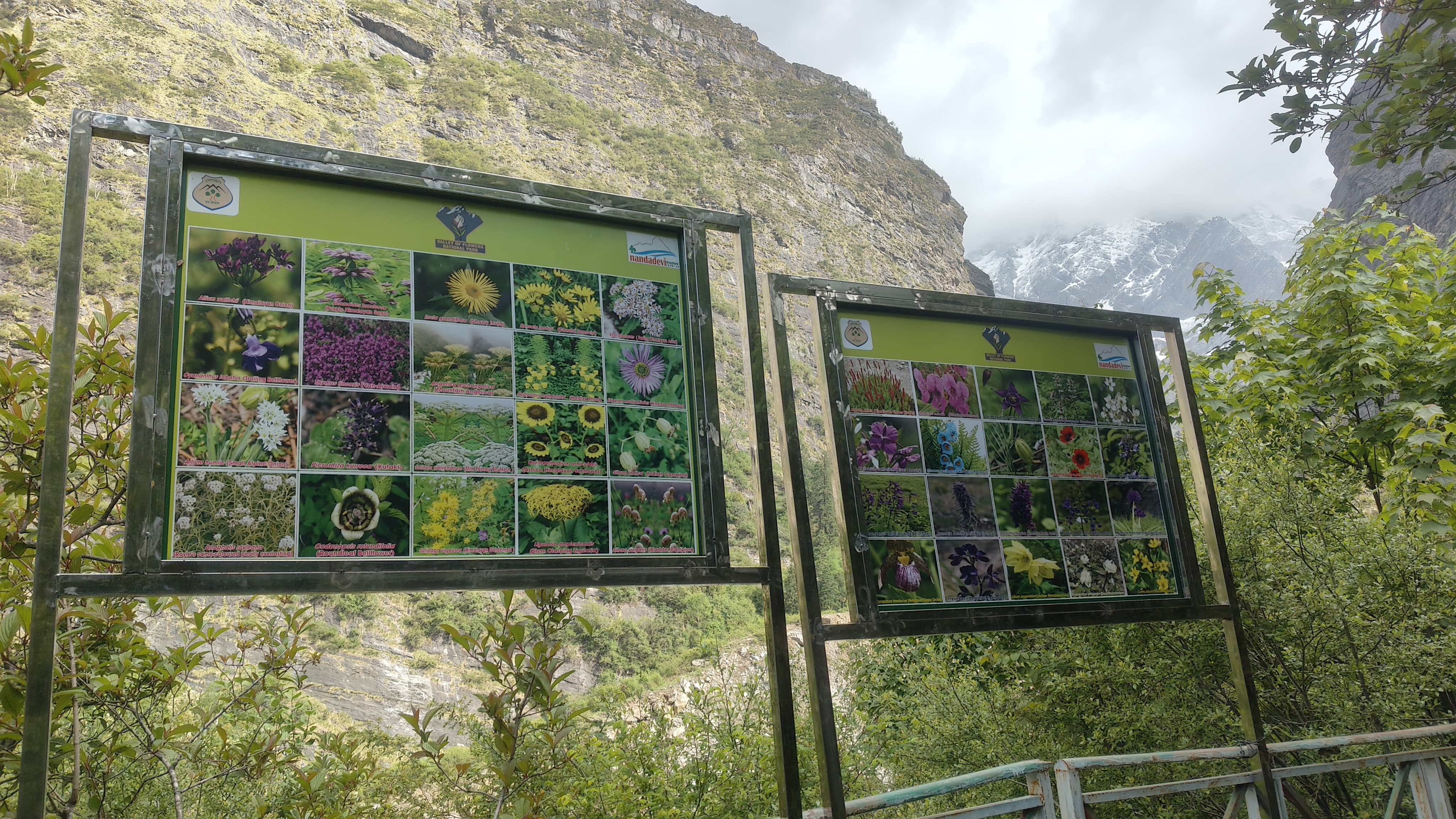 VALLEY OF FLOWERS TOURISTS