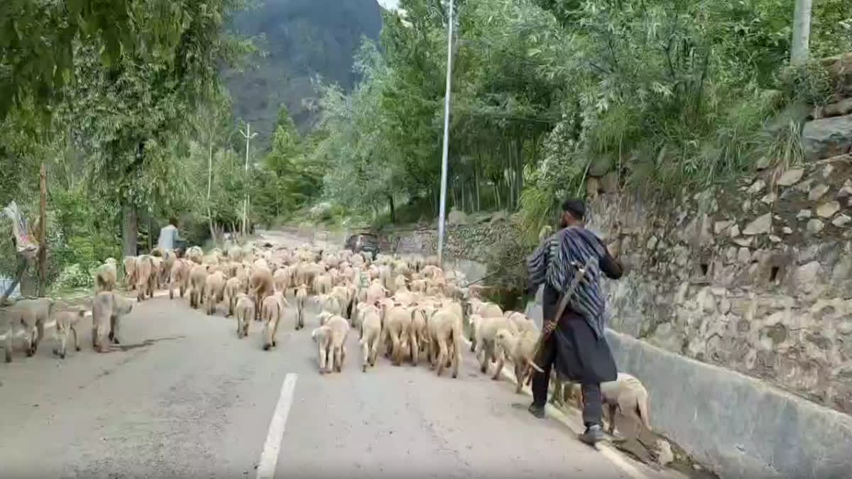گجر بکروال