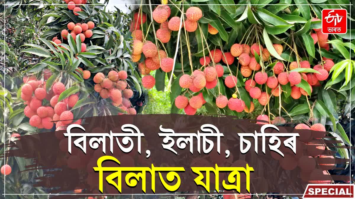 TEZPUR LITCHI EXPORT