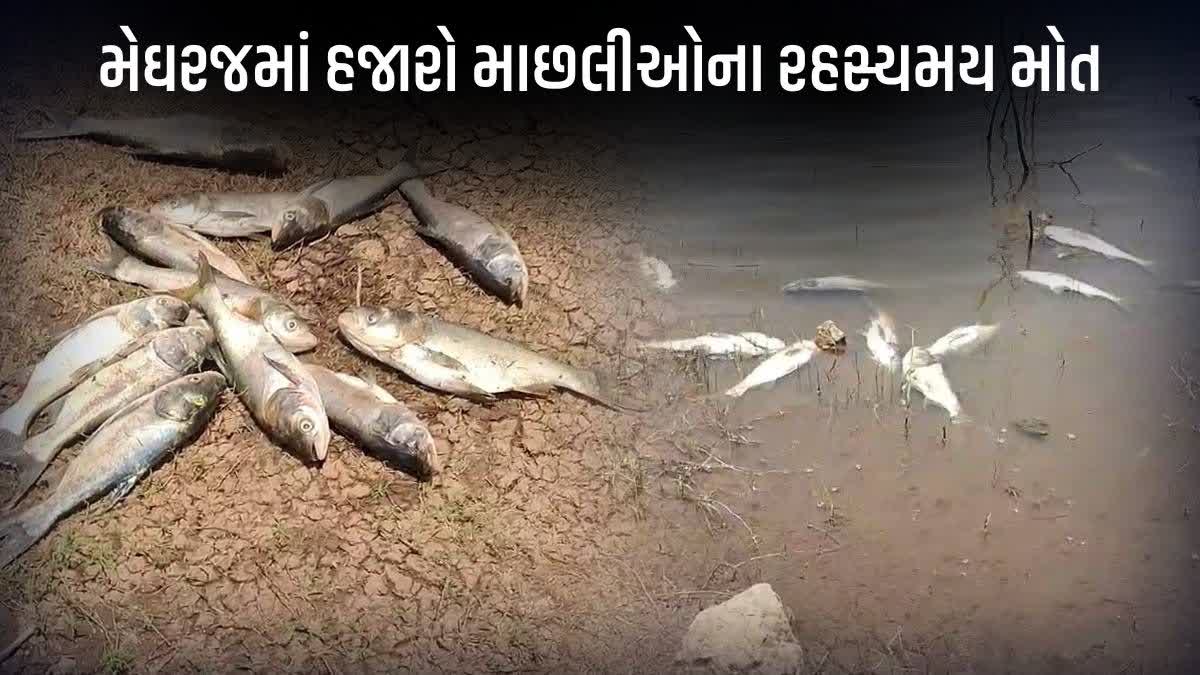 મેઘરજના ડામોરઢુંઢામાં હજારો માછલીઓના રહસ્યમય મોત