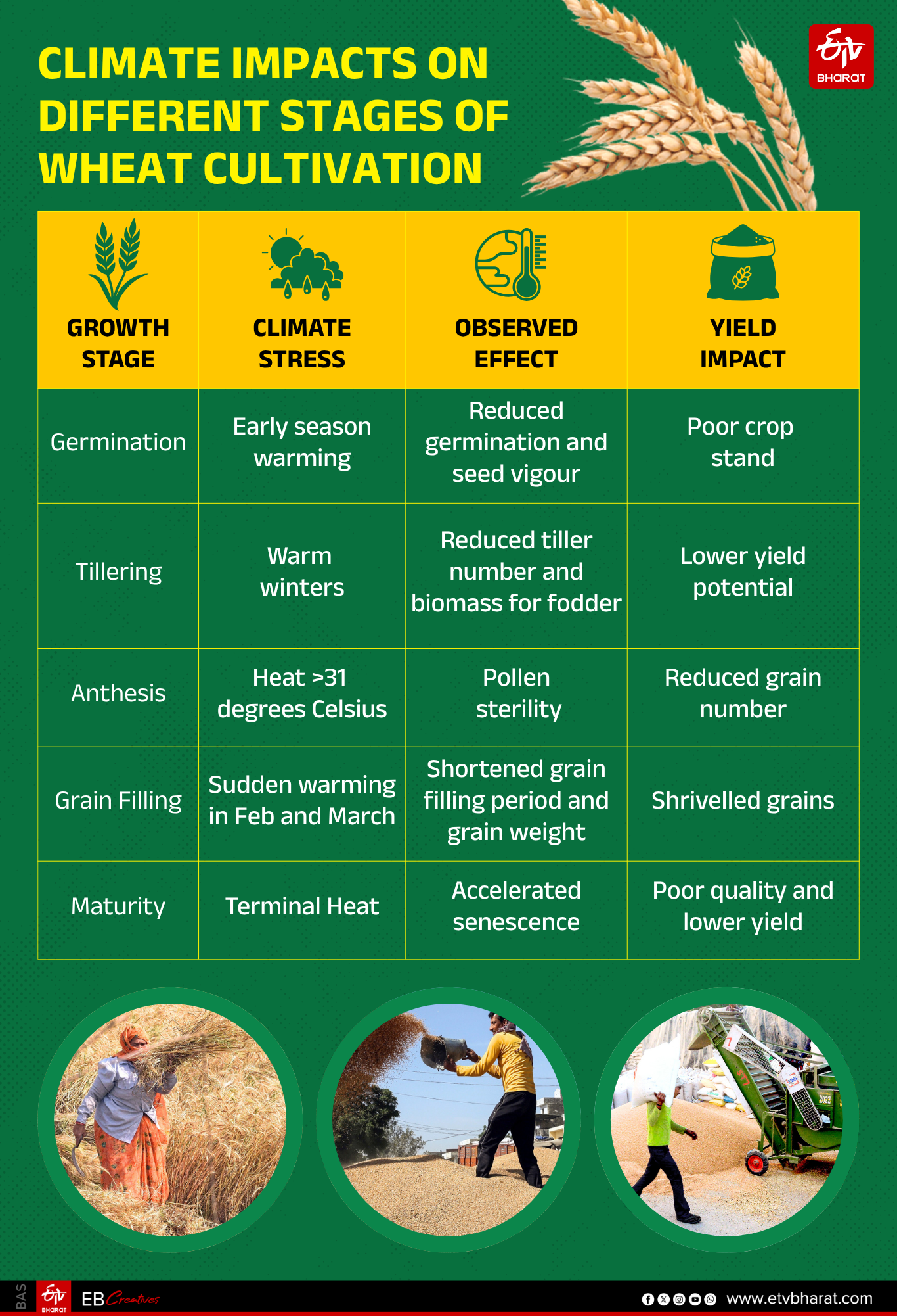 climate-trends-study-on-rising-temperatures-and-impact-on-wheat-production