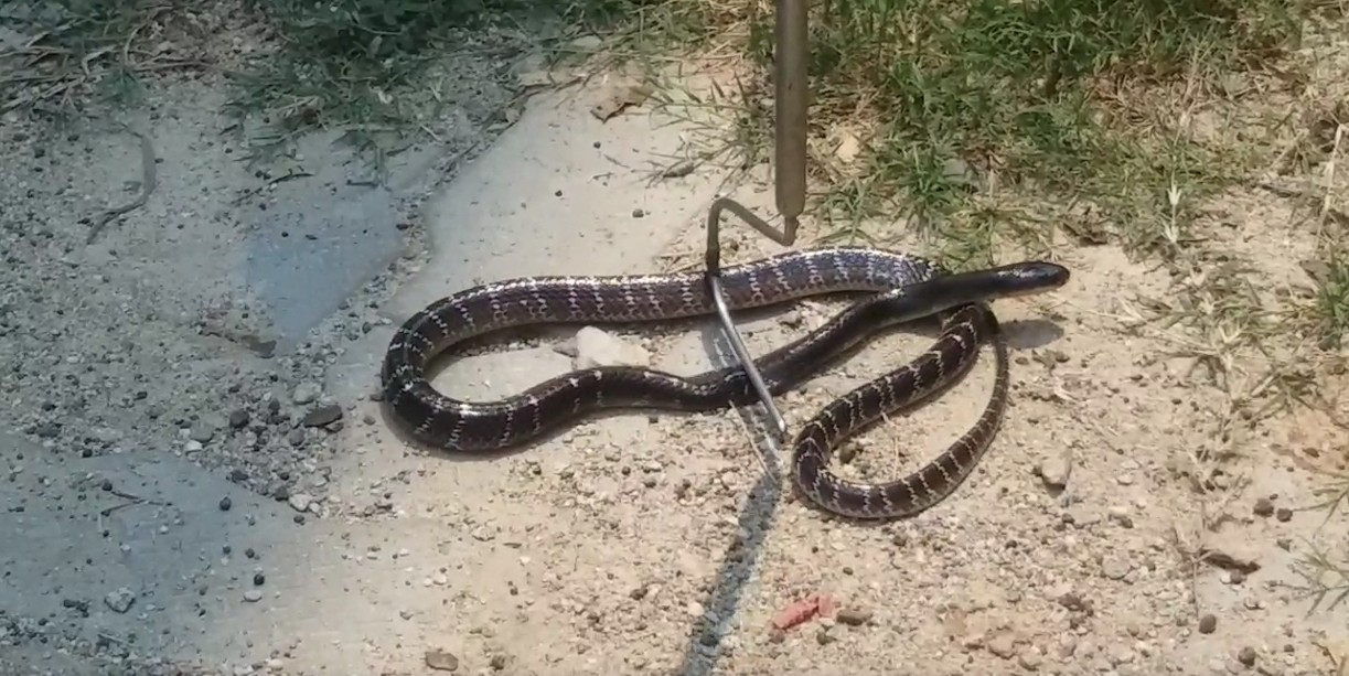 Minor Girl Dies in snake bite in Mayurbhanj