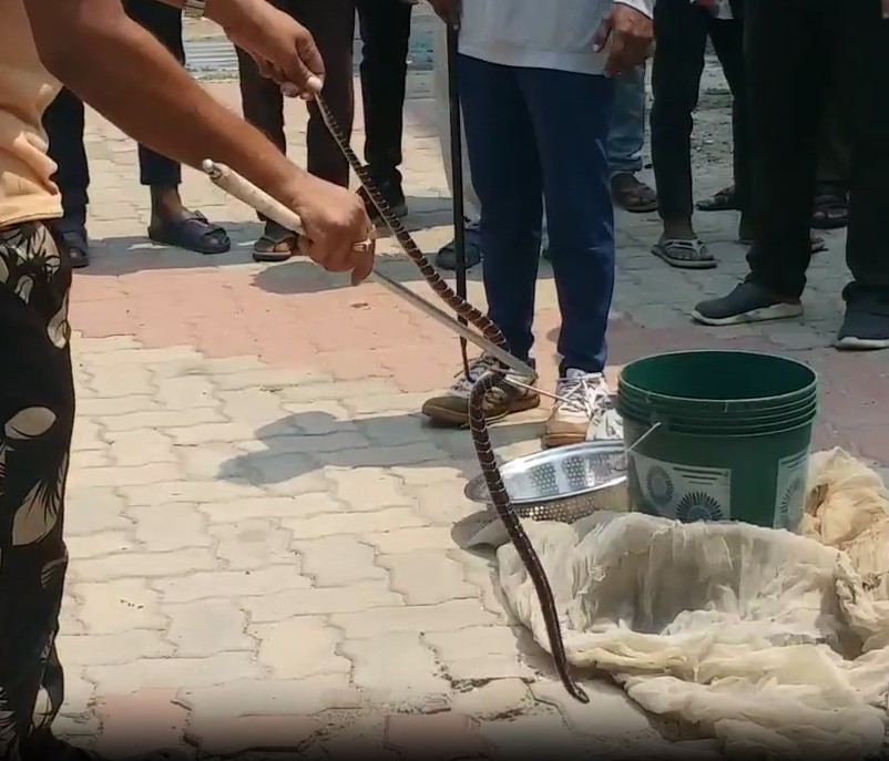 Minor Girl Dies in snake bite in Mayurbhanj