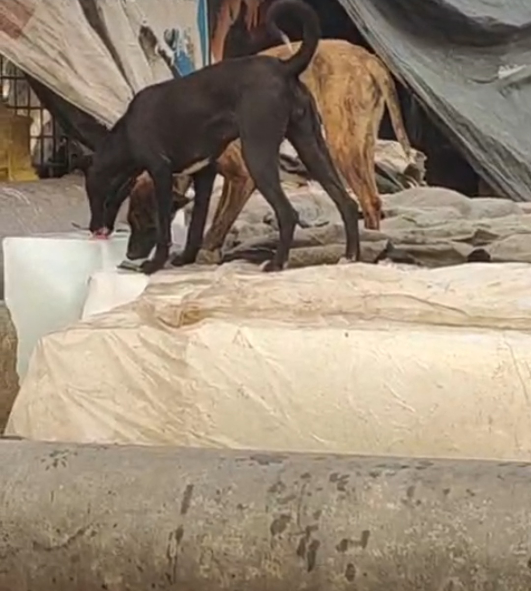 dog licked ice selling in bhopal kazi camp area