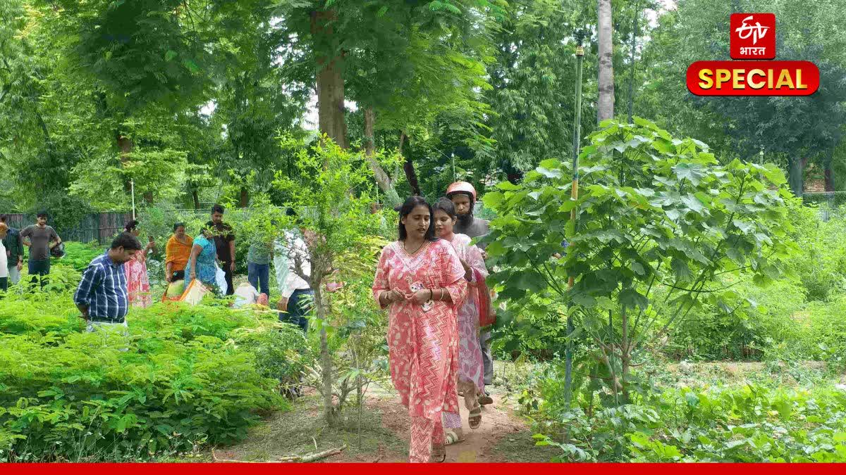 नर्सरी में पौधे