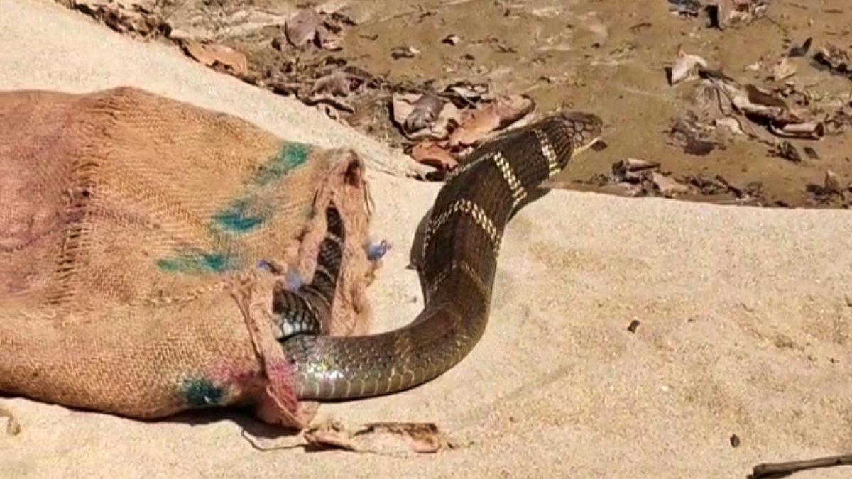 snake in bagaha