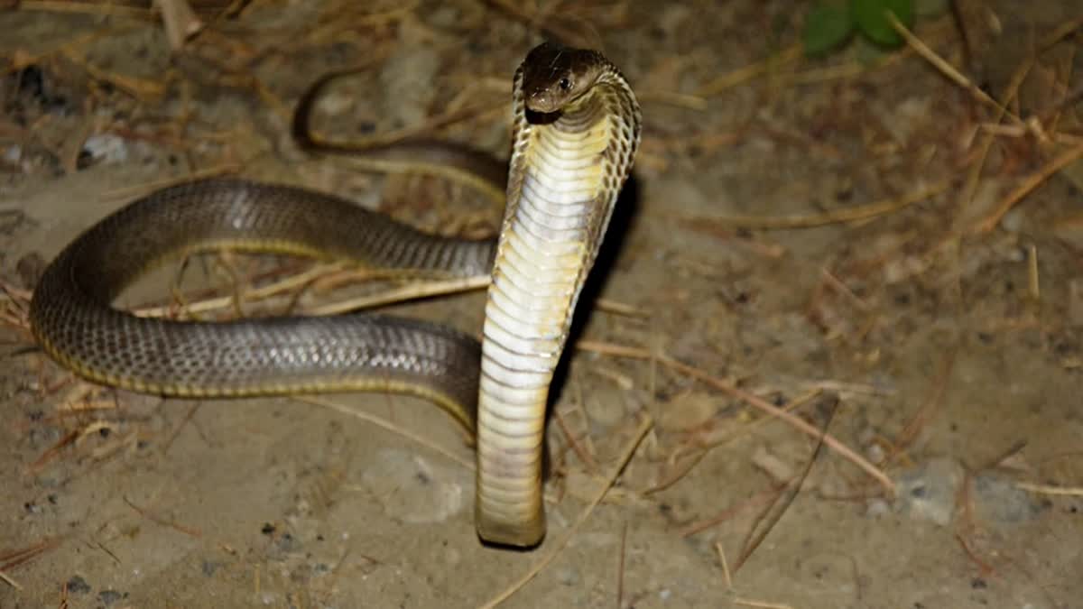 Endemic To Central Asia, Rare Caspian Cobra Spotted In Himachal Pradesh