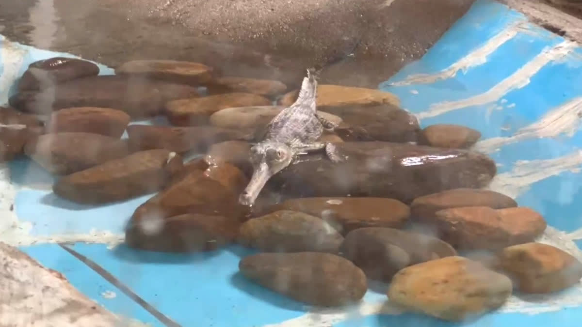 Birth of a Gharial hatchling
