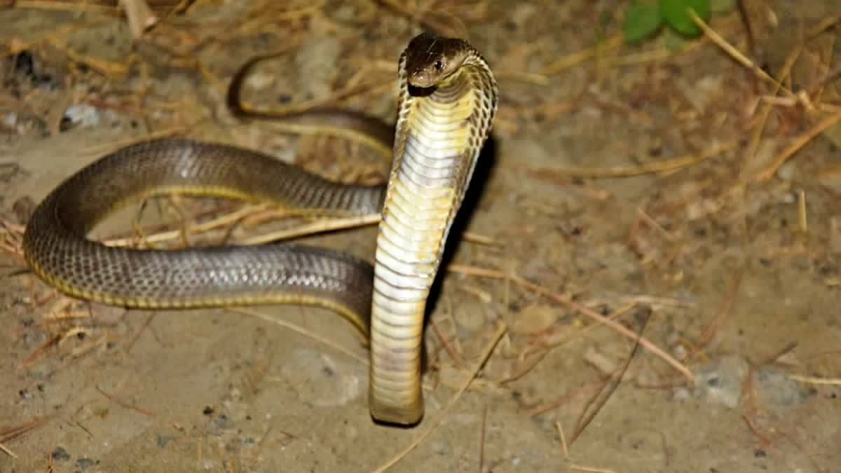 caspian_cobra