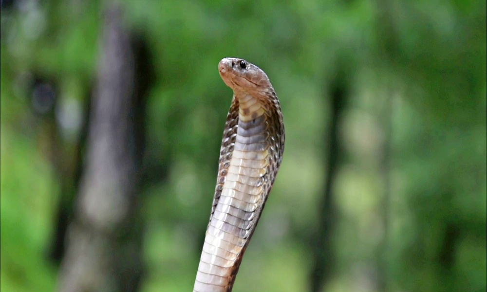 caspian_cobra