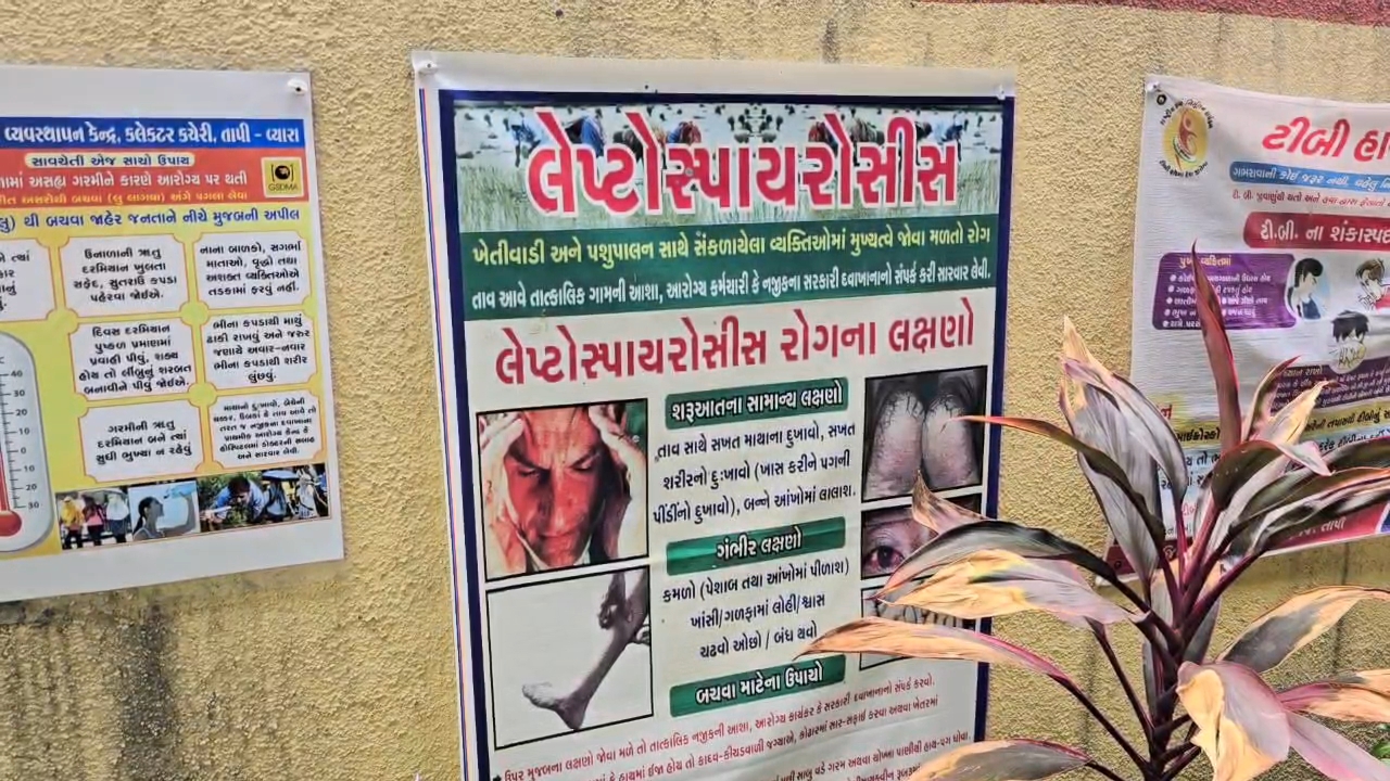 તાપી જિલ્લામાં લેપ્ટોસ્પાઇરોસીસથી સંપૂર્ણ રાહત