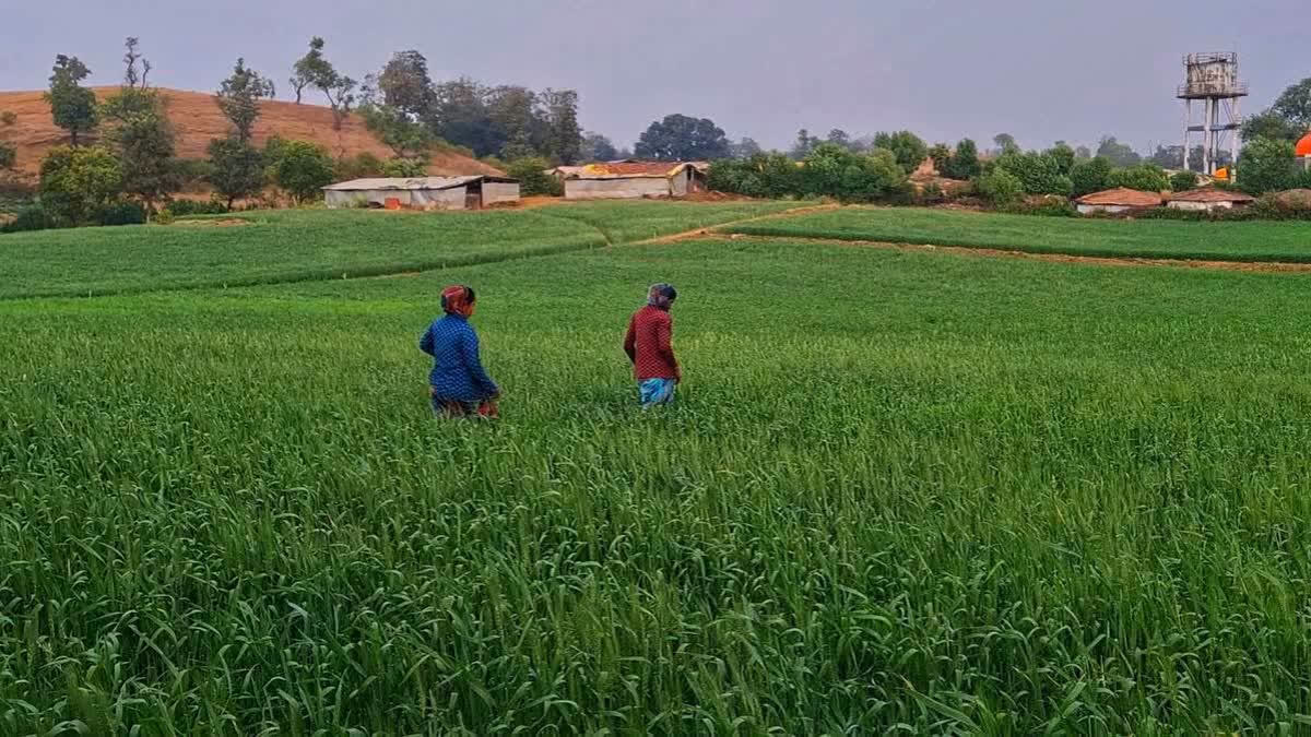 Andhra Govt Deposits Rs 7,000 Each To 47 Lakh Farmers Under 'Annadatha Sukhibhava' Scheme