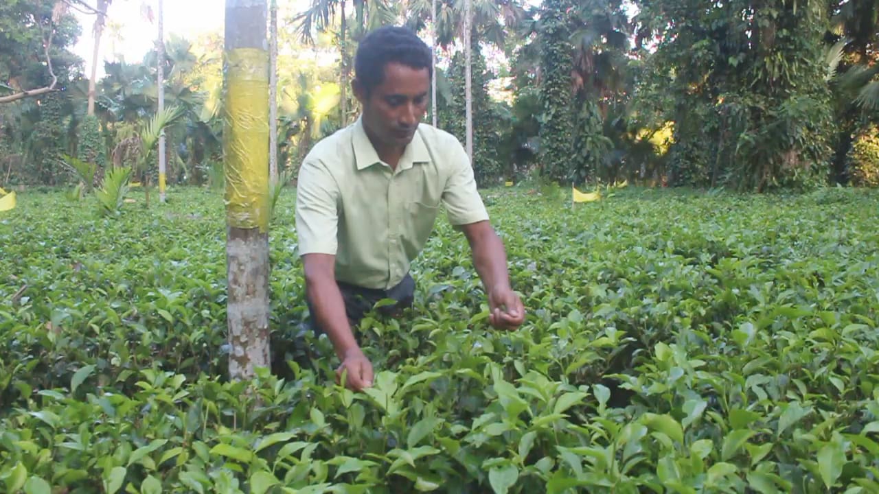 Gogoi