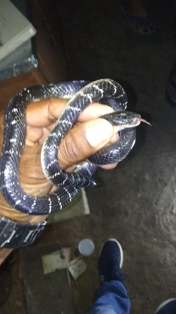 SNAKE RESCUER RAMESH MAHTO
